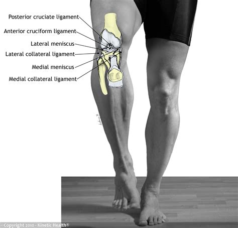 Understanding Knee Ligament Damage: Causes, Symptoms, and Treatment