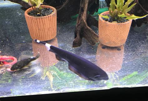 Knife Fish With Discus