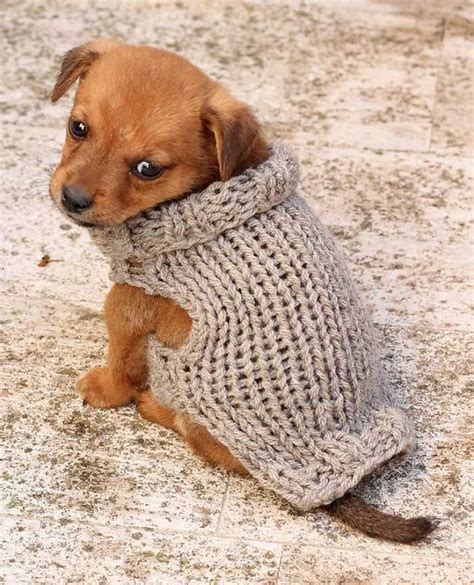 Knitting Patterns For Dog Coats Medium