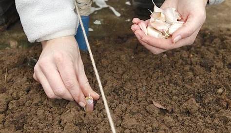 Knoblauch pflanzen: 8 Tipps für eine dicke Ernte! - Wurzelwerk