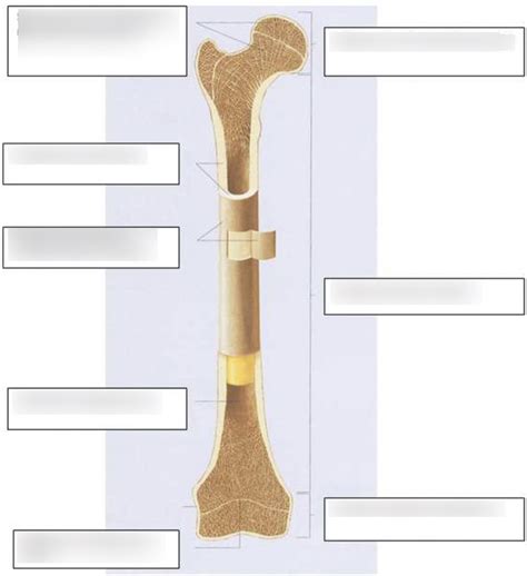 knochenbezeichnungen skelett deutsch display science german maybe muffy could this 