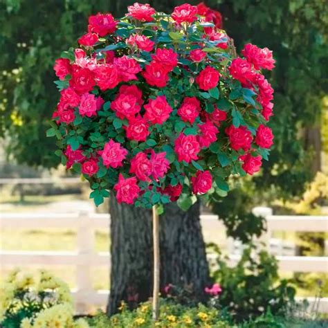 Double Knock Out Rose Tree Unique Rose Tree With Lush