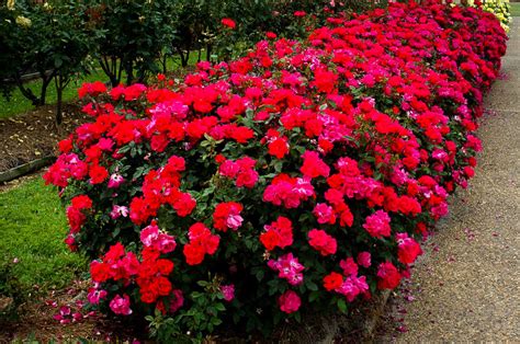 knockout rose bushes colors