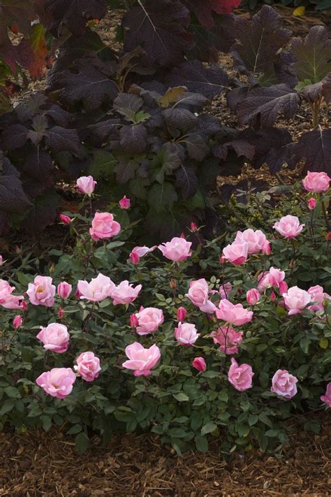 Knockout Rose Monrovia