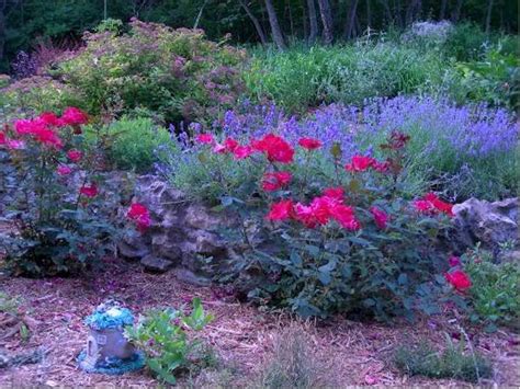 Knockout Roses And Lavender