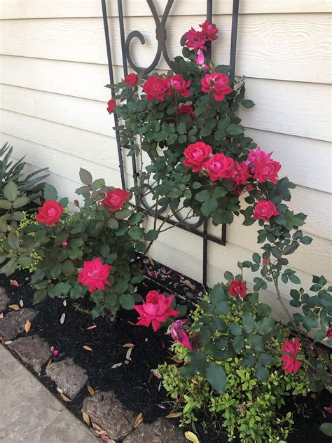 Knockout Roses Costco