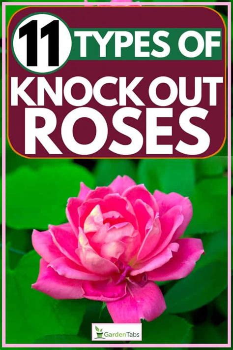 Knockout Roses Name