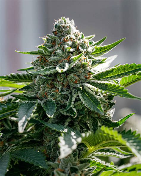 Knockout Weed Strain