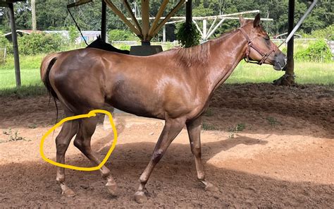 Knotted Horsecock - Asola