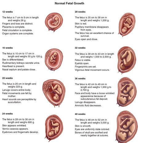 know the three stages of fetal development and the timeframe for each