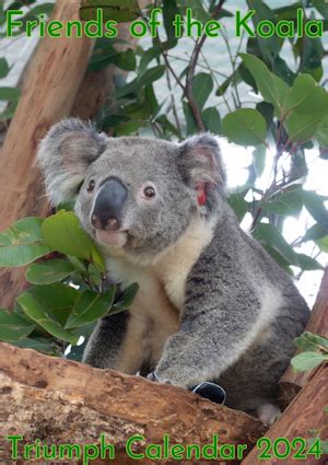 Koala Calendar 2024