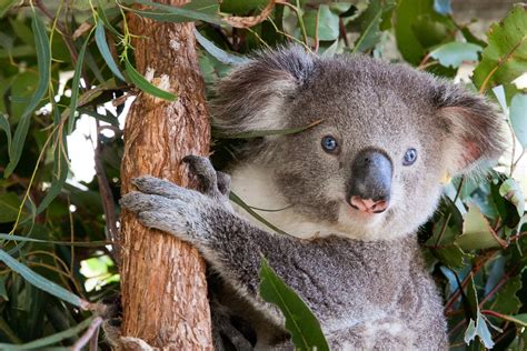 koala conservation