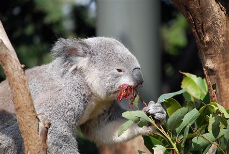 Koala Getting Eaten