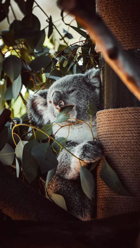 Koala Wallpaper Phone