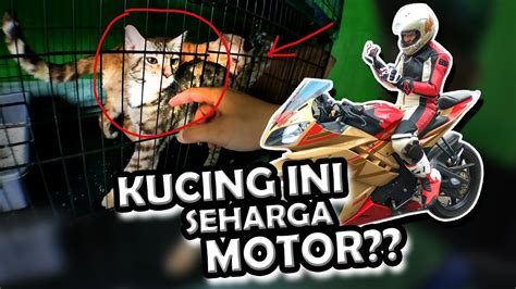 kucing ketabrak motor viral kucing kucinglucu YouTube