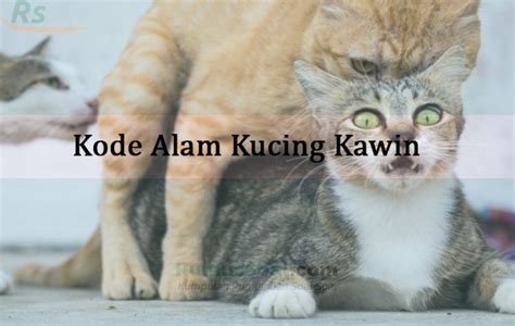 Kode Alam Melihat Kucing Kawin 4d Renunganku