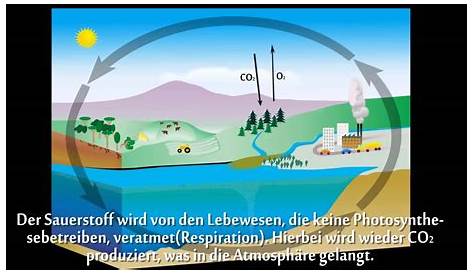 Kohlenstoffkreislauf • einfach erklärt: Teilschritte, See, Wald (2022)