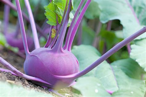 Kohlrabi - Sayuran Unik yang Kaya Serat