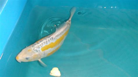 Koi Eggs Not Hatching