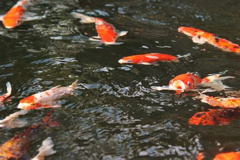 Koi Fish Alternatives