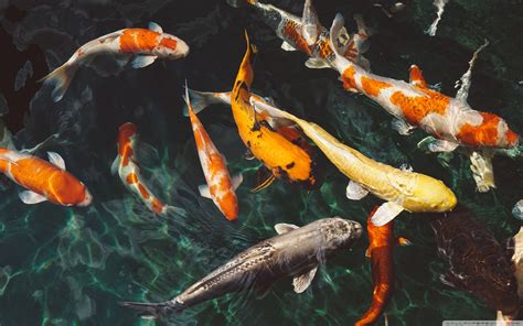 Koi Fish Backgrounds