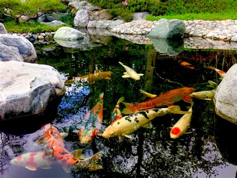 Koi fish swimming in a pond