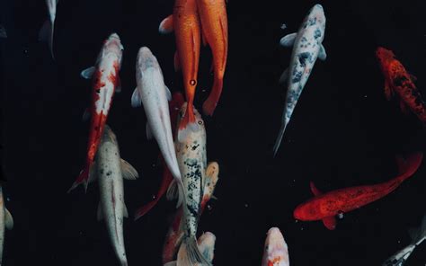 Koi Fish Macbook Wallpaper