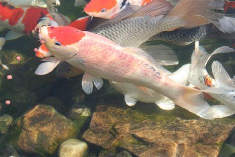 Koi Fish Red Spots