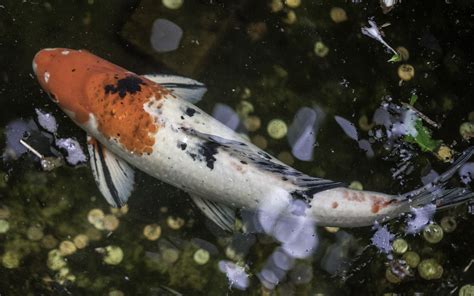 Koi fish swimming in a clean pond