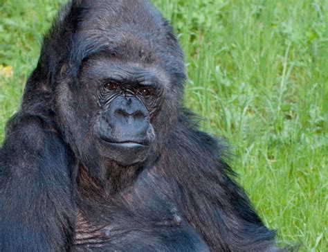 koko's restaurant and tequila bar menu