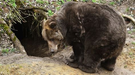 kolko je medvedov na slovensku