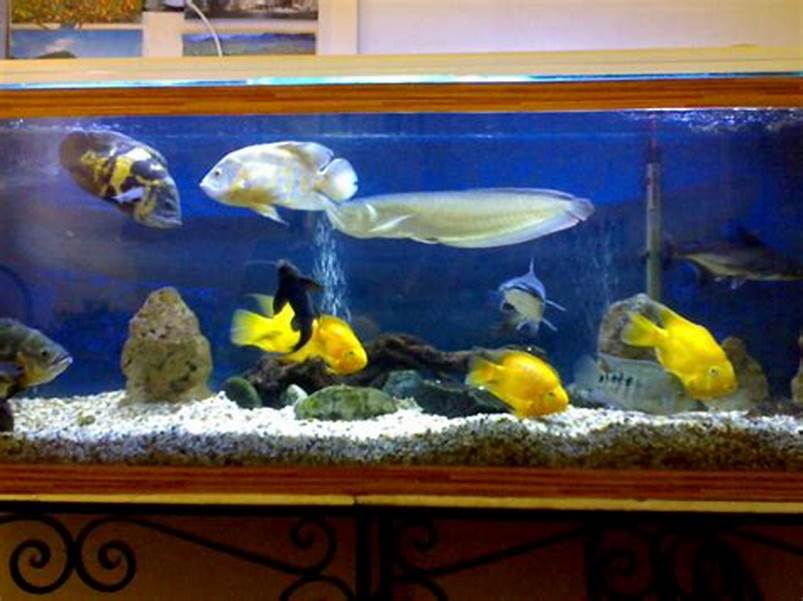 kombinasi-warna-ikan-untuk-aquarium-1-meter