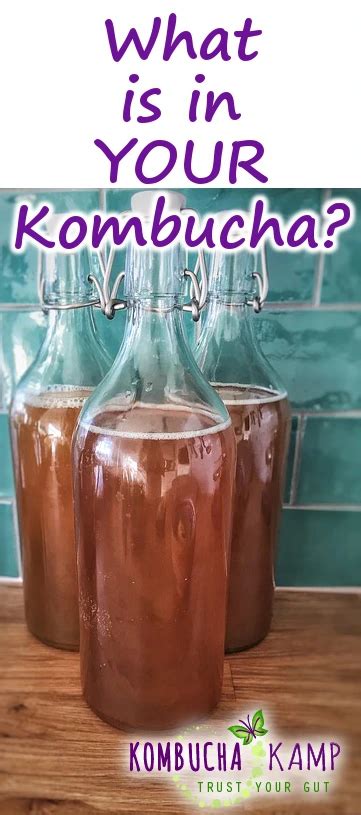 kombucha mushroom people meaning