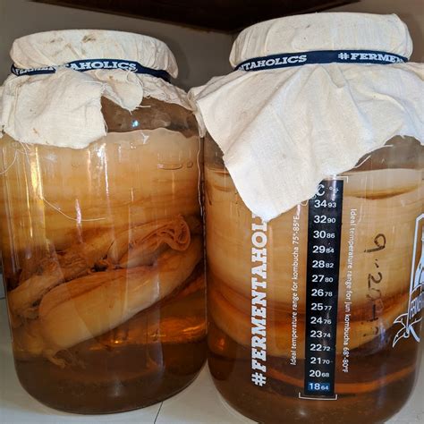 kombucha scoby hotel recipe