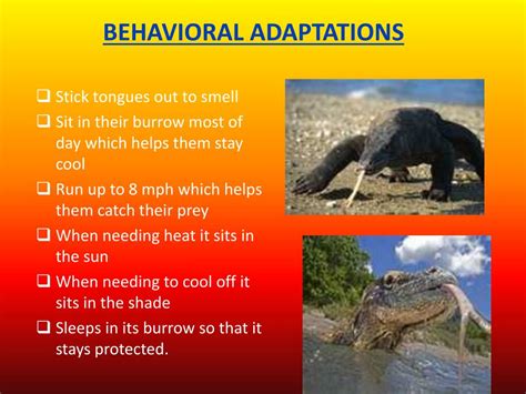 komodo dragon behavioral adaptations