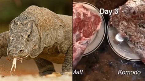 komodo dragon bite mark