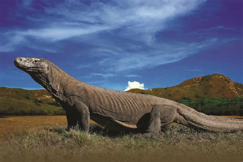 komodo dragon national animal