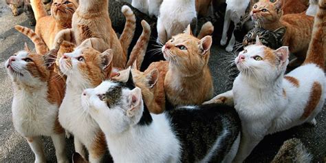 Komunitas Pecinta Kucing