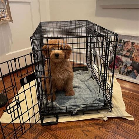 Kong Dog Crate Lock