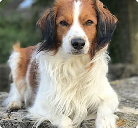 kooikerhondje dogs for sale