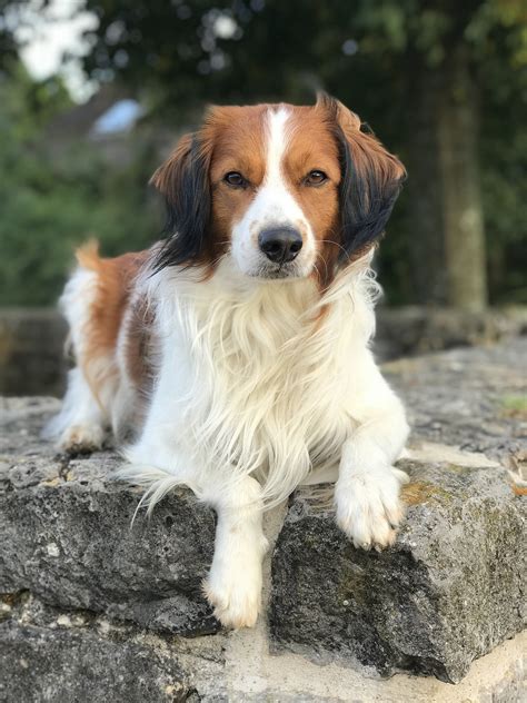 kooikerhondje puppies for sale in pittsburgh