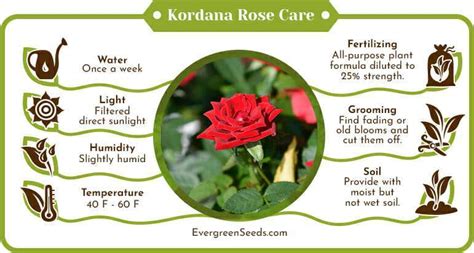 kordana rose care