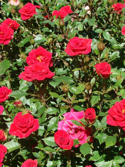 kordana rose size