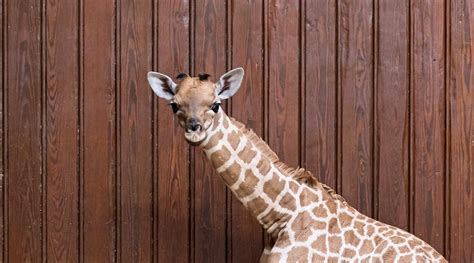 kordofan giraffe basel zoo