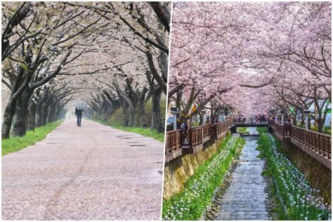 korea cherry blossoms 2023