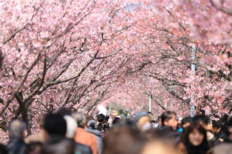 korea vs japan cherry blossom