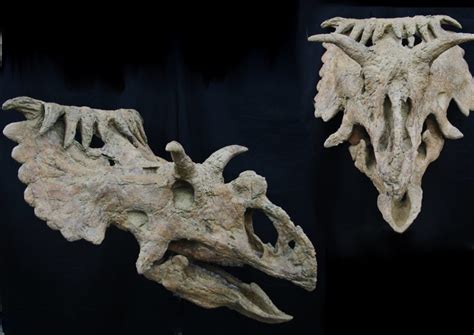 kosmoceratops fossil