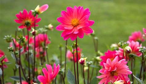 Kostenlose Bild: rosa Blumen, große Blüten, Nektar Blumen, Blumen, Sommer
