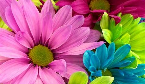 Blumenbilder kostenlos - die 10 schönsten Fotos zum freien Download