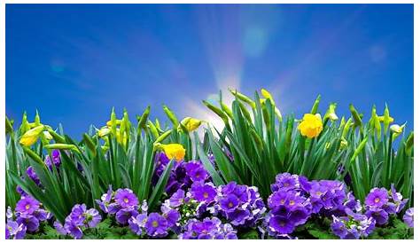 Kostenlose Bilder vom Frühling und Grußkarten mit Frühlingsblumen